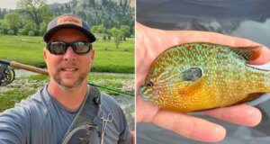Nebraska fisherman reels in new fish species in state: ‘Bright orange with turquoise’