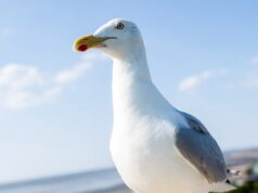 New Jersey man who ripped head off of seagull at pier sparks outrage online: ‘Horrible man’