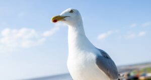 New Jersey man who ripped head off of seagull at pier sparks outrage online: ‘Horrible man’