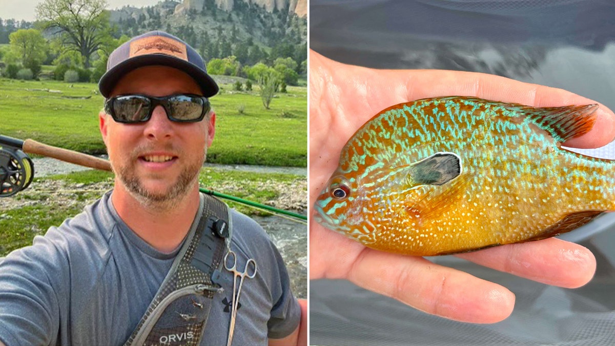 Nebraska longear sunfish