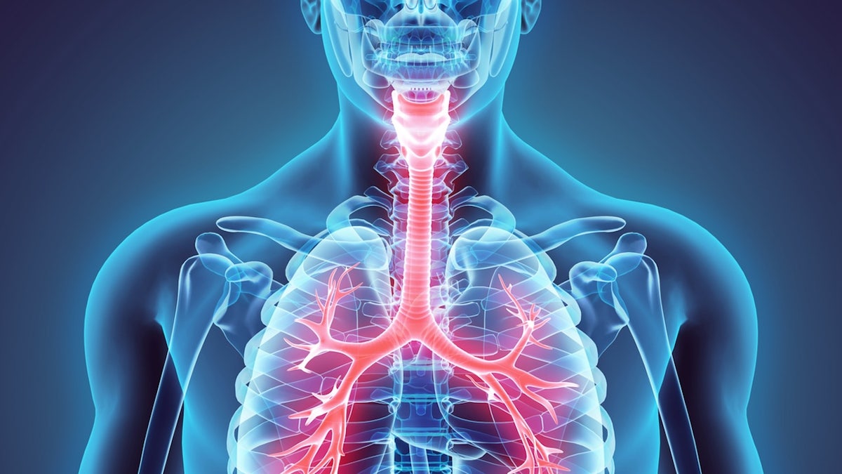 Larynx Trachea Bronchi