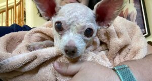 Las Vegas missing dog found after 9 years, family is stunned