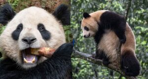 San Diego Zoo welcomes two giant pandas from China in conservation partnership