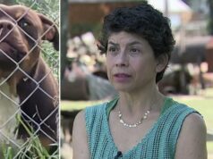 Texas family shoots pit bulls who attacked, killed their livestock